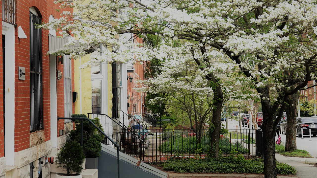 A city street of brick and painted rowhouses under flowering white trees, cars parked nose-to-tail down the kerb into the distance, iron railings and stoops along the pavement.