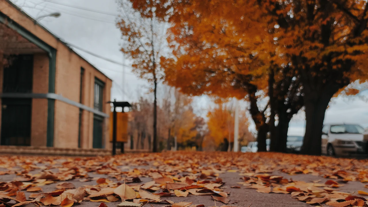A pavement thick with fallen orange leaves, a line of parked cars and turning trees receding out of focus behind