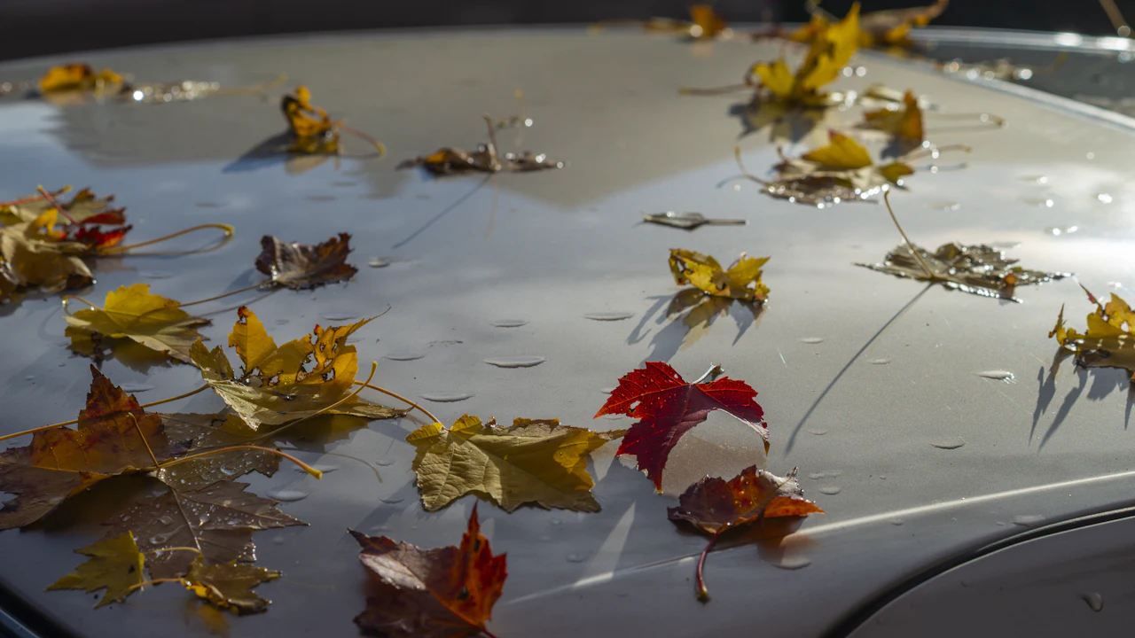 Fallen autumn leaves and beads of water scattered across the roof and windscreen surround of a silver car in low sun